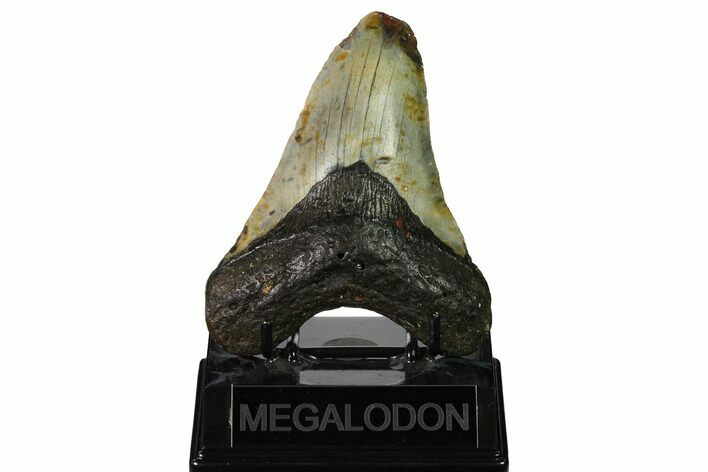 Fossil Megalodon Tooth - North Carolina #167017